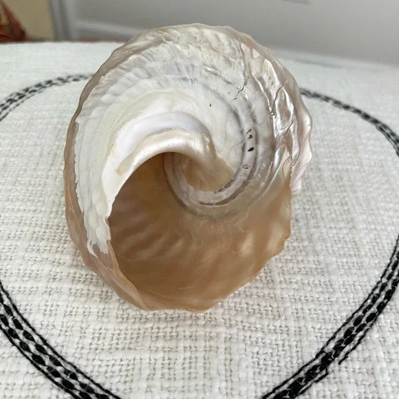 Wavy Top Turbo Shell 5 inches - Picture 6 of 8